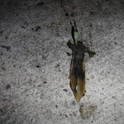 ヒイカエギング