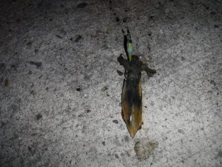 ヒイカエギング