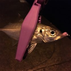 大阪湾奥アジング パターン攻略