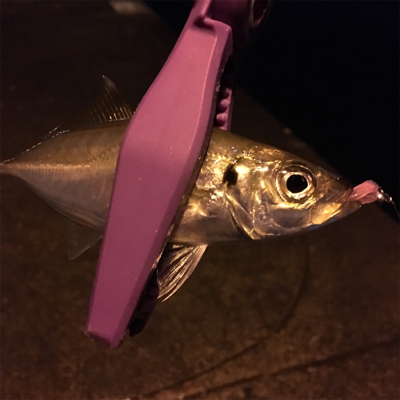 大阪湾奥アジング パターン攻略