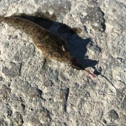 本命で釣り納め