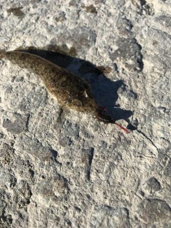 本命で釣り納め