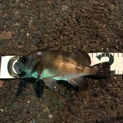 アジングのつもりが、、、