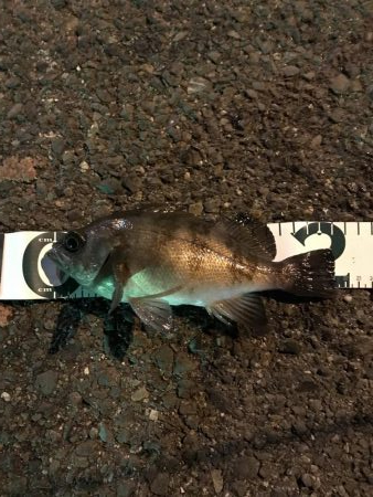 アジングのつもりが、、、