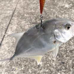 最近通ってるメッキ釣り