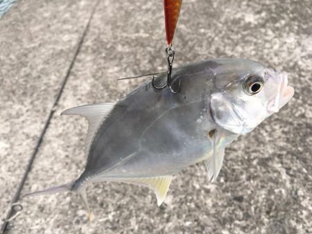 最近通ってるメッキ釣り