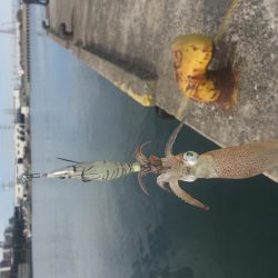 やっぱりデイヒイカ