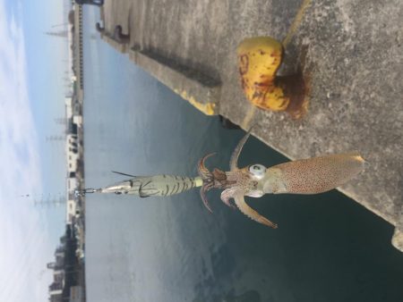 やっぱりデイヒイカ