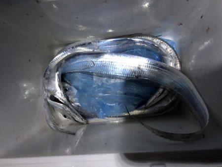 まだまだタチウオ