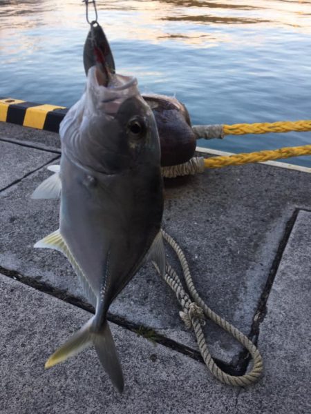 メッキ　釣り時間1時間