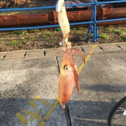 今日もダメダメヒイカ