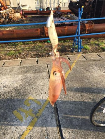 今日もダメダメヒイカ