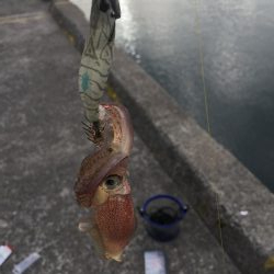 絶対エースロスト