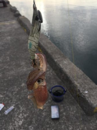 絶対エースロスト