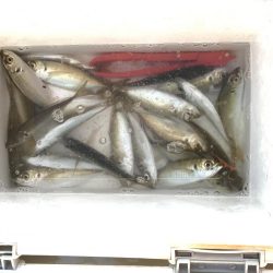 ポーアイ、サビキでアジ