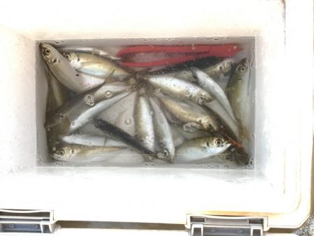 ポーアイ、サビキでアジ