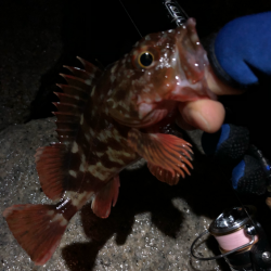 無限ガシラ継続