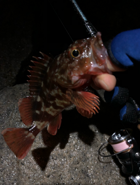 無限ガシラ継続