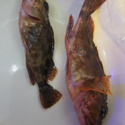 ガシラ釣り ~まだ時期が早いか~