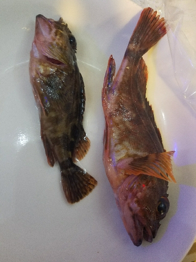 ガシラ釣り ~まだ時期が早いか~