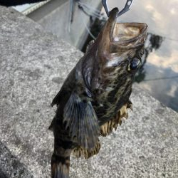 タケノコメバルとメバル