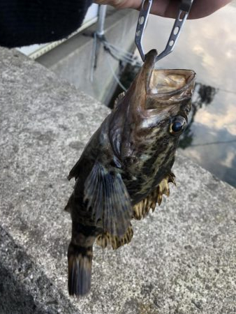 タケノコメバルとメバル