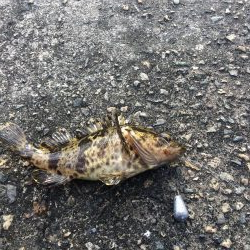 岸壁探り釣り ソイ