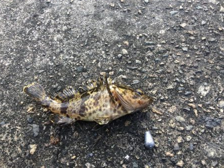 岸壁探り釣り ソイ