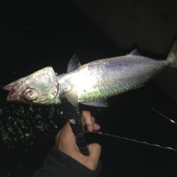 雨上がりアジング