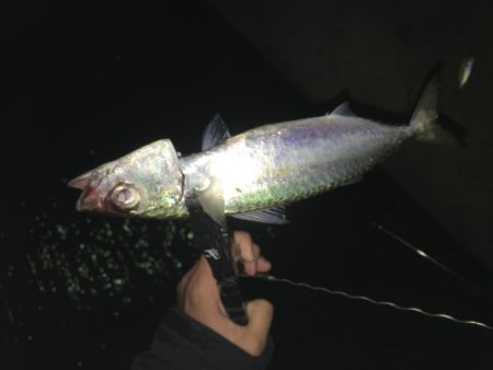 雨上がりアジング