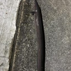 タチウオ釣りの余った餌で根ざかな釣り