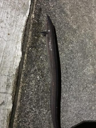 タチウオ釣りの余った餌で根ざかな釣り