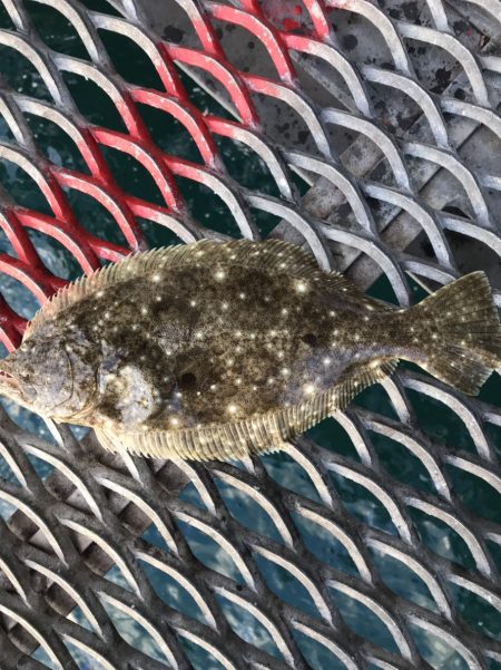 やっとノマセで