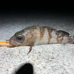 ありぁりぁ？メバリング