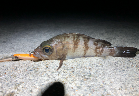 ありぁりぁ？メバリング