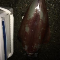 本命は釣れず！