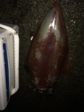 本命は釣れず！