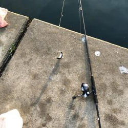 青物不発！いわし大量発生