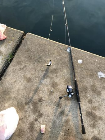 青物不発！いわし大量発生