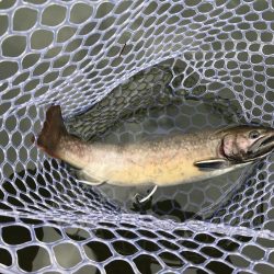 エリアトラウト