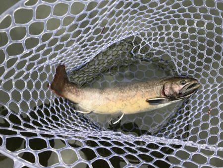 エリアトラウト