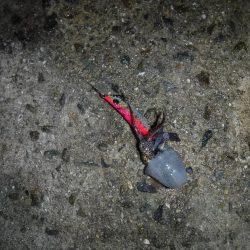 雨にも負けず ヒイカ