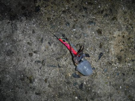 雨にも負けず ヒイカ