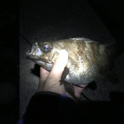 メバル プラッキング 修行