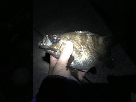 メバル プラッキング 修行