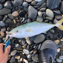 朝まずめ〜昼まで