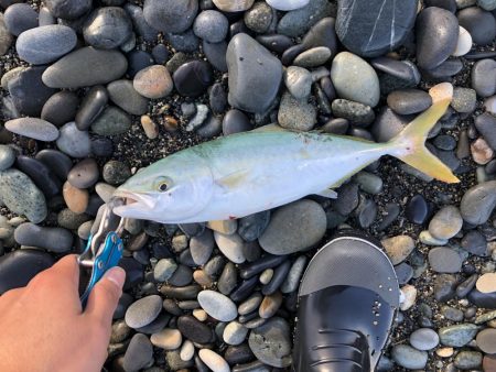 朝まずめ〜昼まで