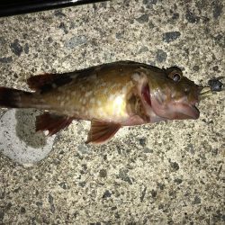 ガシーはひたすら釣れるがチビばっかり