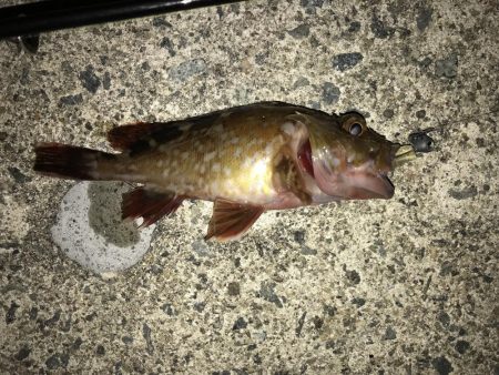 ガシーはひたすら釣れるがチビばっかり