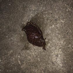 今シーズン初のメバルのはずが……